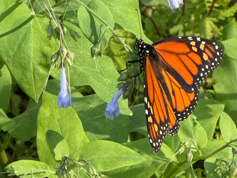 A male monarch butterfly up against a green leaf, with two small flowers to the left