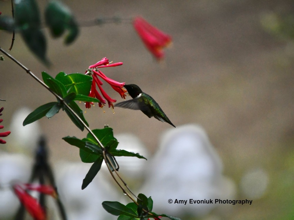 A hummingbird visiting a red flower with a blurred background