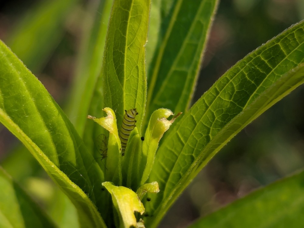 A monarch caterpillar tucked into a milkweed plant