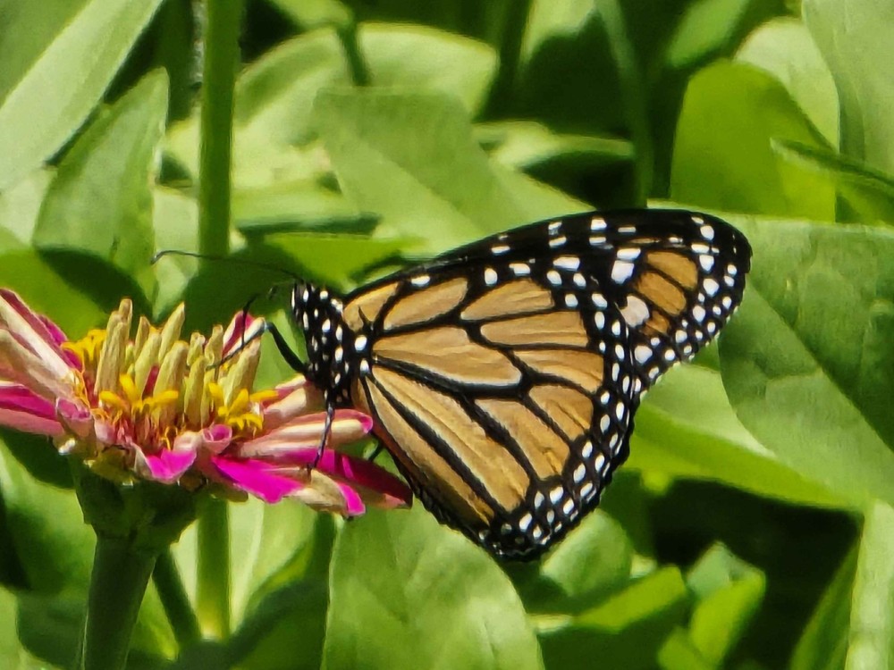 A monarch butterfly on a pink and yellow flower
