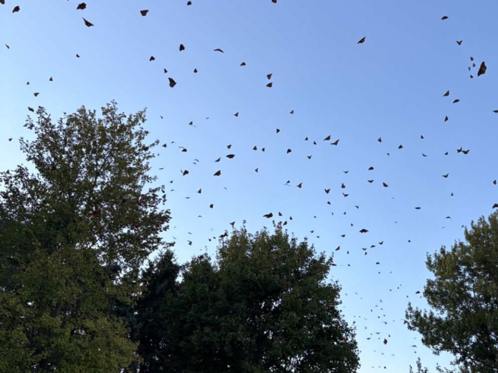 Monarchs filling a dark blue sky