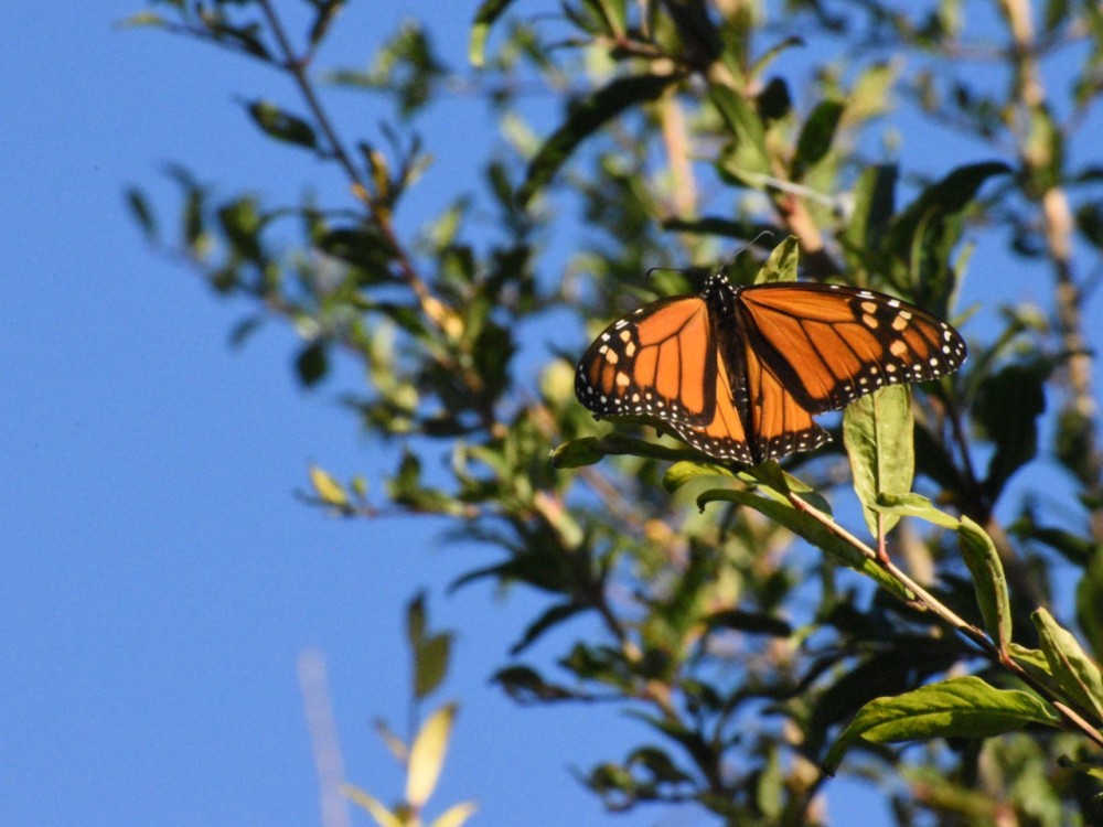 A monarch on a tree branch