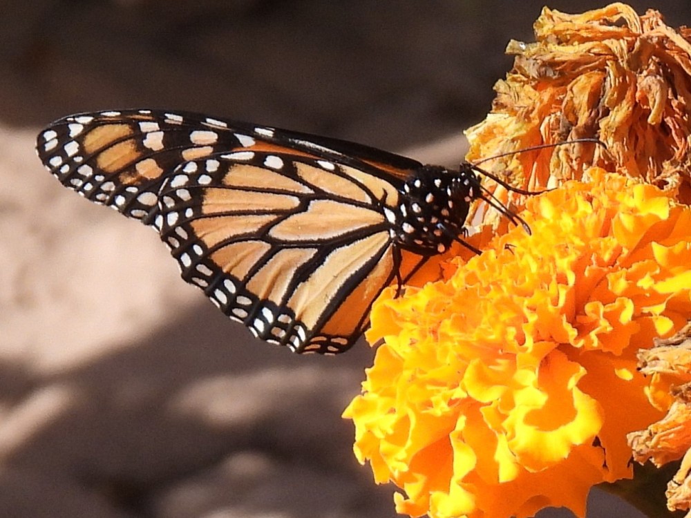 A monarch butterfly on an orange flower