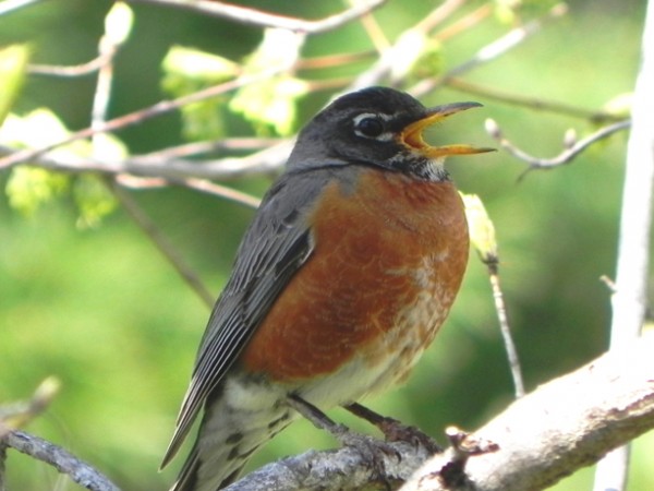 American Robins