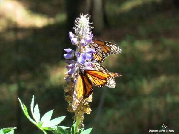 Monarch Butterflies flying from winter sanctuaries in Mexico.