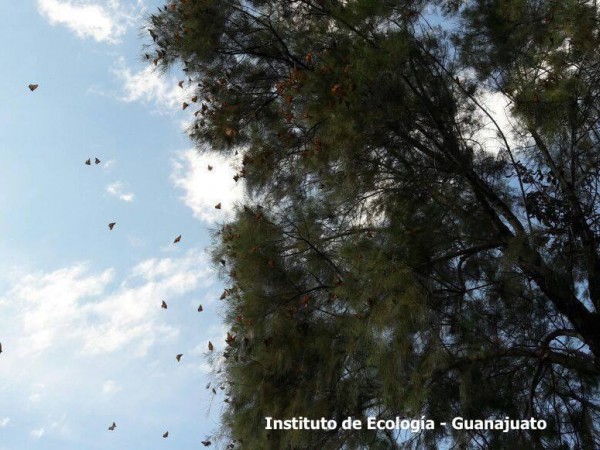 Roosting monarch butterflies resting in Guanajuato