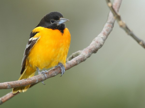 Baltimore Oriole