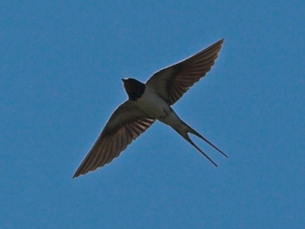 Barn Swallow