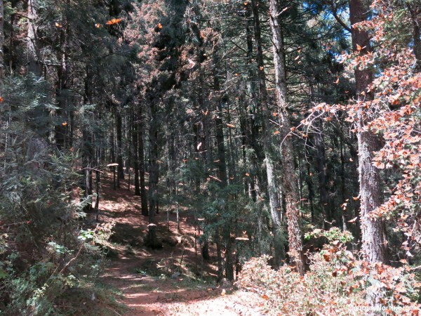 Monarch Butterflies flying from winter sanctuaries in Mexico.