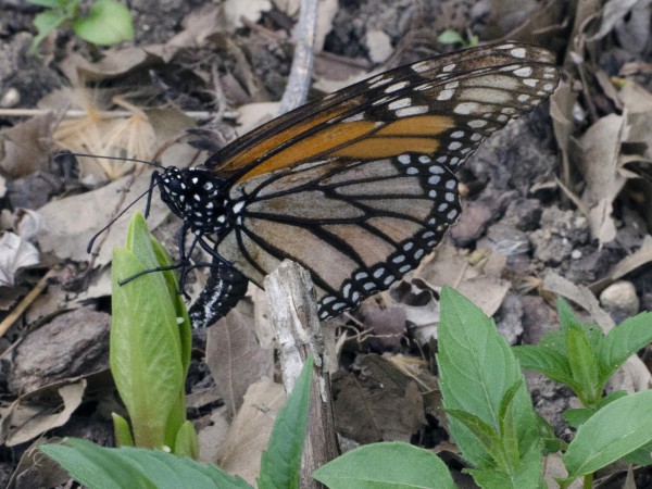 Image of monarch butterfly laying eggs on tiny, newly emerged milkweed.