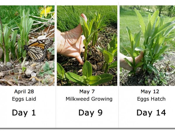 Image of monarch butterfly laying eggs on tiny, newly emerged milkweed.
