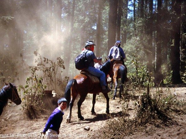 Monarch Butterflies can be hurt by dust at winter sanctuaries in Mexico.