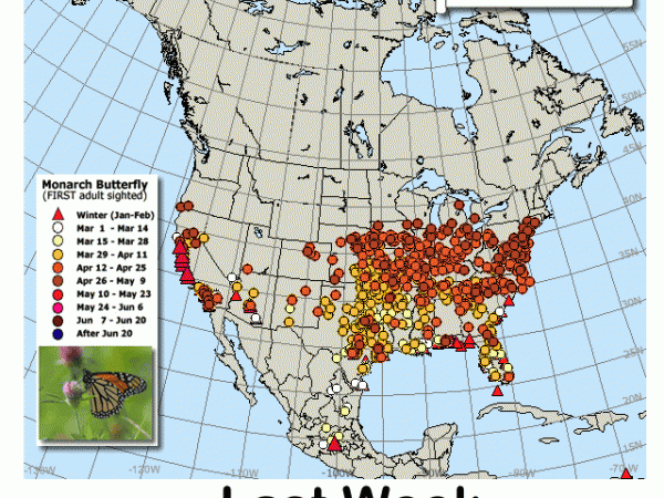 Migration maps comparing last week to this week May 9 and May 16, 2017