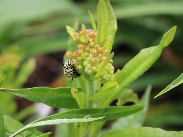 Larvae on milkweed flower buds