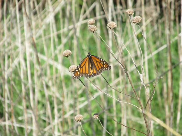 Image of Monarch Butterfly in early May in Minnesota