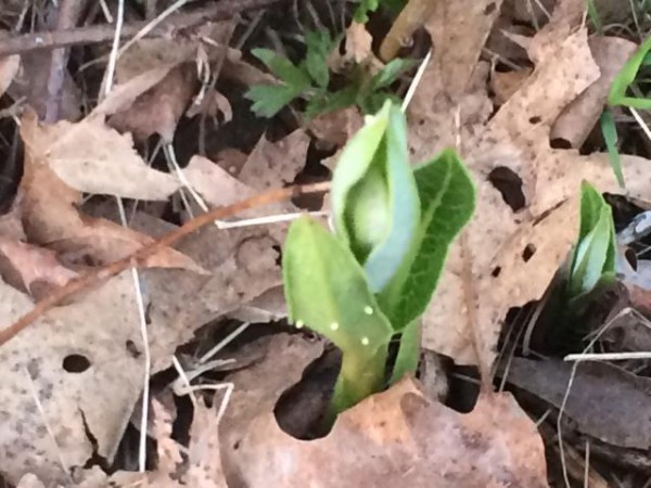 Image of Monarch Butterfly Eggs