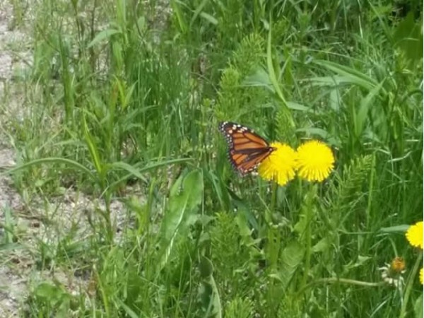 1st monarch butterfly for Vermont in spring migration 2017