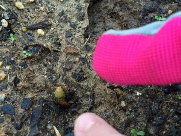 Photo of children examining the garden