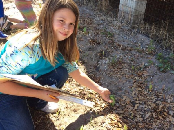 Photo of student checking for rabbit damage on tulips