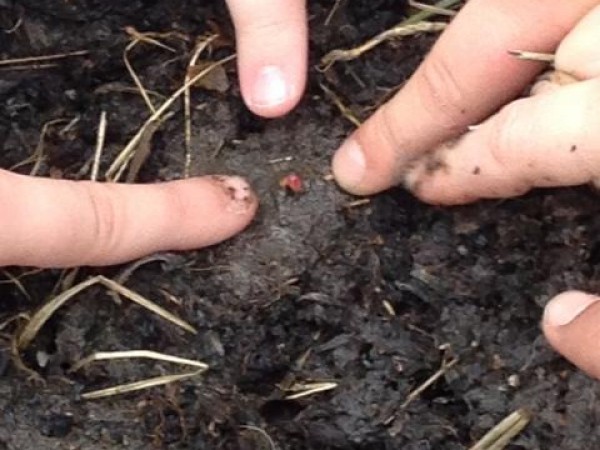 Photo of the first sight of tulips emerging