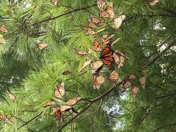Image of monarch butterflies roosting in a pine tree.