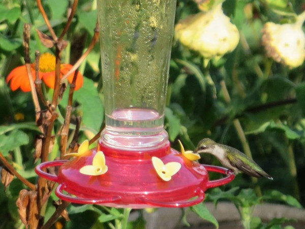 Photo of hummingbird at a feeder