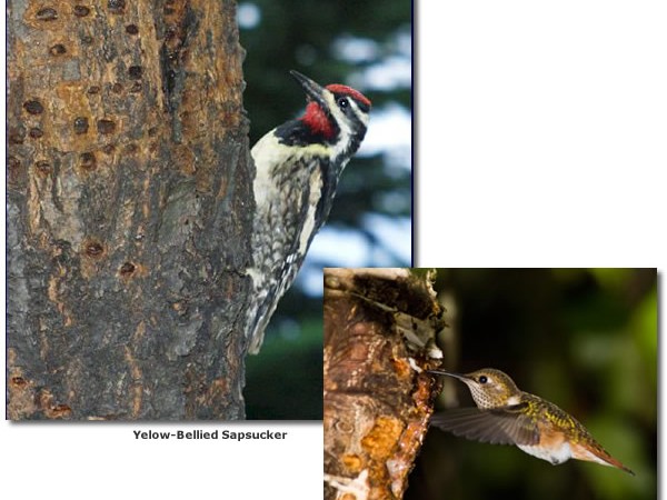 Photo of sapsucker and hummingbird