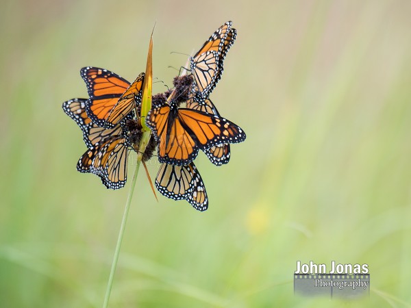 Image of monarch butterflies roosting on a rush in Minnesota prairie.