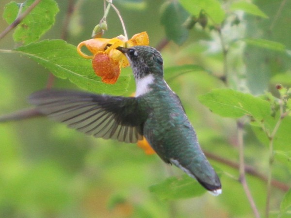 Photo of hummingbird nectaring on spotted jewelweed