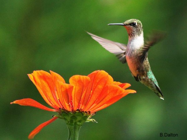 Hummingbirds are Big Eaters