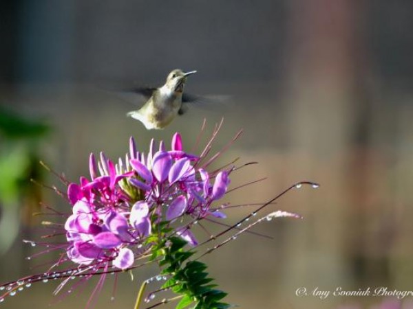 Hummingbird nectaring by Amy Evoniuk