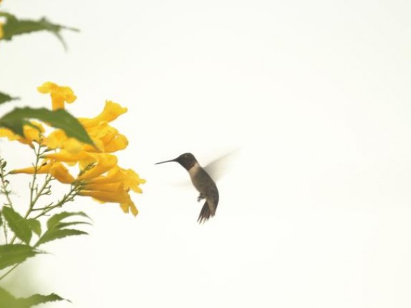 Matamoros, Tamaulipas