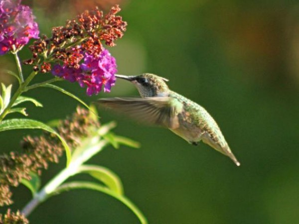Windsor, Ontario by Theresa LeMire