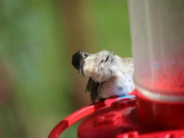 Preening by Dave Weaver