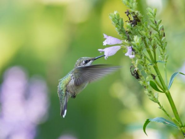 Highland, Maryland by Linda Pontius