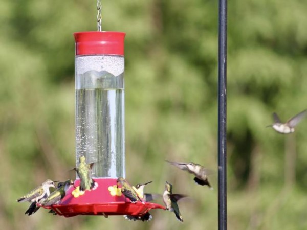 Bogata, Texas by Wayne Severson