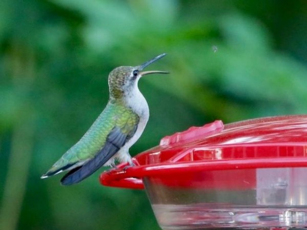 East Islip, New York by Denise Salvatore