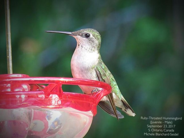 Caledon, Ontario by Michele Blanchard
