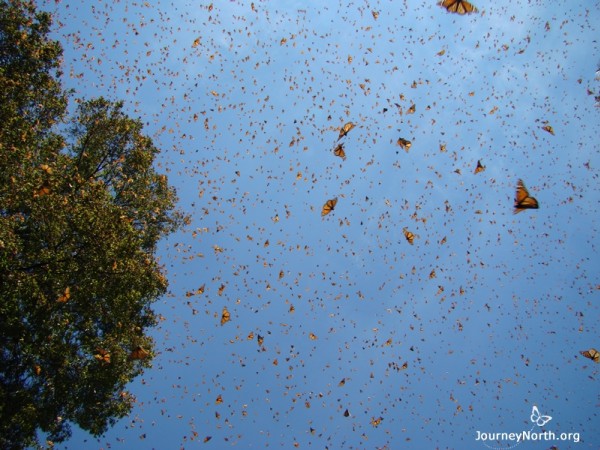 Monarch butterflies in Mexico in flight