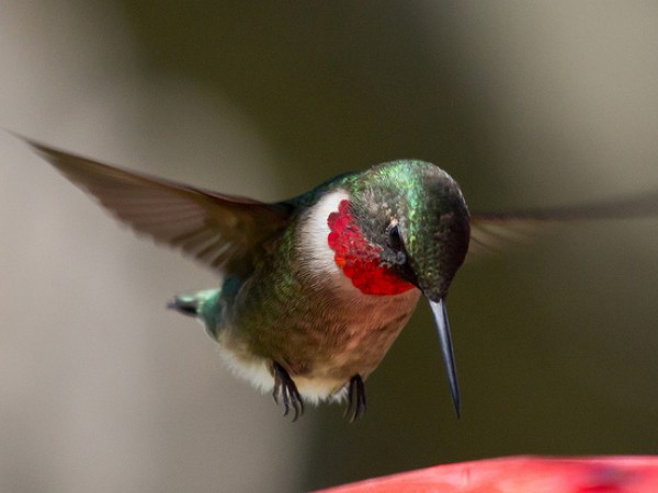 Male Rubythroat by Laura Erickson