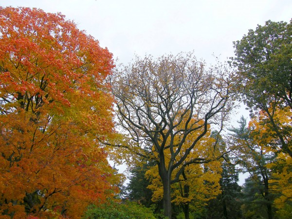 Fall trees by S. Zimny