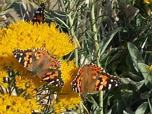 Painted Ladies
