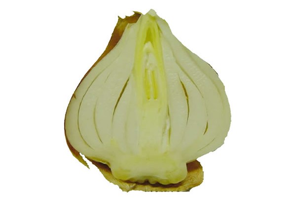 Photo of a tulip bulb cut in cross section.