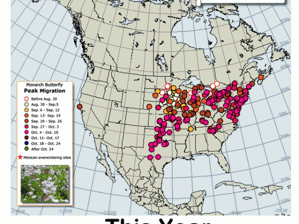 Late Migration: Compare Fall Migration Maps 2016 and 2017