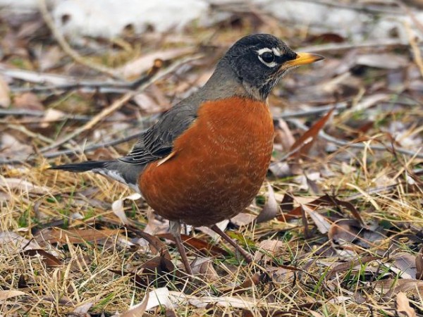Tracking Robin Migration