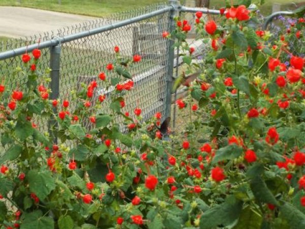 Hummingbird in Irving Texas on Turks Cap
