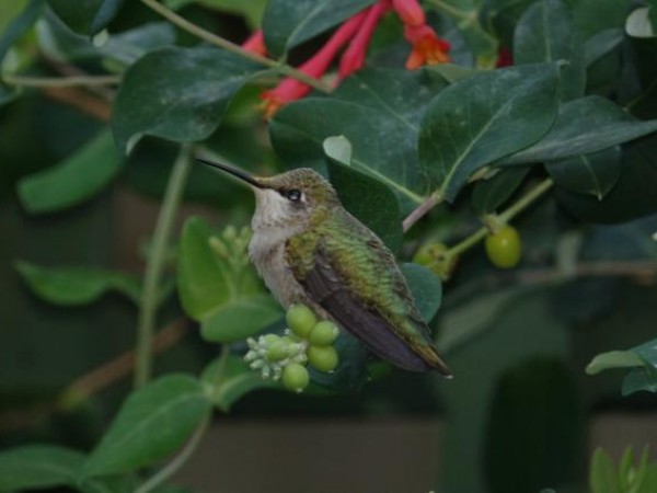 Watertown, Massachusetts by Mary Corporan Dunn