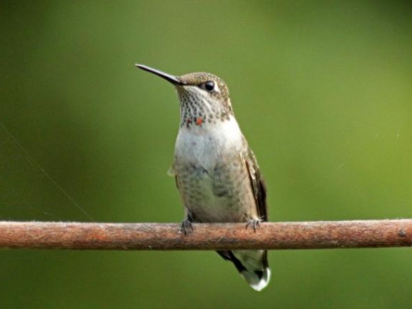 Juvenile male with first red feathers by Theresa LeMire