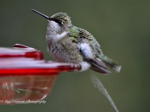 Newburgh, Indiana by Amy Evoniuk