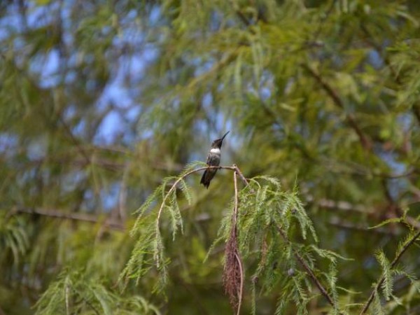 Coral Springs, Florida by Peter Savino